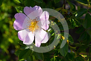 Close-up view of a rose hip flower.