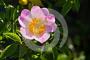 Close-up view of a rose hip flower.