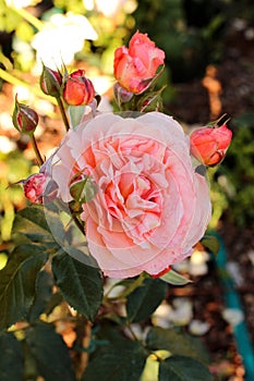 Close-up view of rose Mary Ann with buds. Bred by Tantau of Germany photo