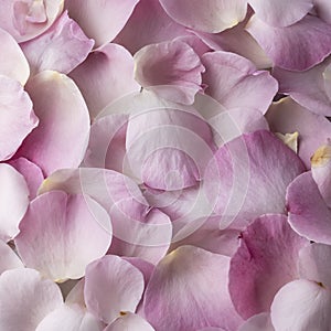 Close up view of rose petals, floral background, romantic concept