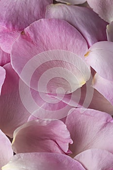 Close up view of rose petals, floral background, romantic concept