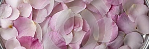 Close up view of rose petals, floral background, romantic concept