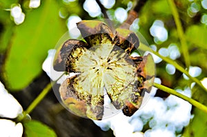 Close-up view of a rotten walnut husk hanging from the tree