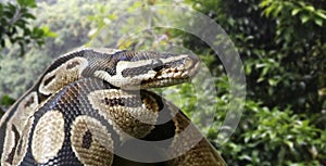 Close-up view of a royal python