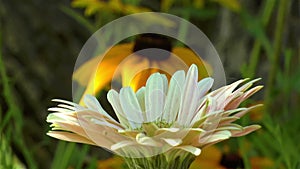 Close-up view of a Rudbeckia Hirta Black Eyed Susan flower and a cream gerbera daisy flower