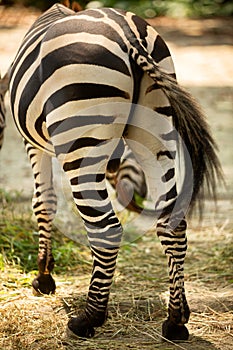 Close up view of the rump and tails of Zebras