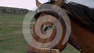 Close up view of sad brown horse eyes in cloudy weather. Domestic animal, needs freedom. Muzzle of a horse. Graceful