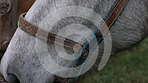 Close up view of sad grey horse eyes in cloudy weather. Domestic animal, needs freedom. Muzzle of a horse. Graceful