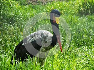 Close up view of a saddle stork in the grass