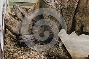 close up view of safari rhino eating meal