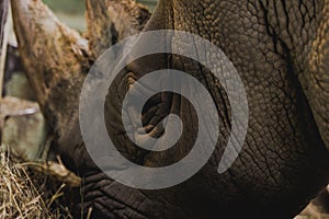 close up view of safari rhino eating meal