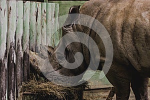 close up view of safari rhino eating meal