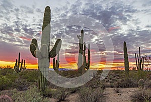 Close Up View Of Saguaro Cactus At Sunset Time