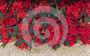 Close up view of sale of Christmas flowers Poinsettia. Flower symbol of Christmas.