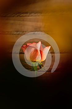 Close up view of a salmon color rose flower with a wood texture background. Floral photography detail.