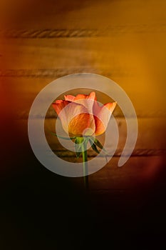 Close up view of a salmon color rose flower with a wood texture background. Floral photography detail.