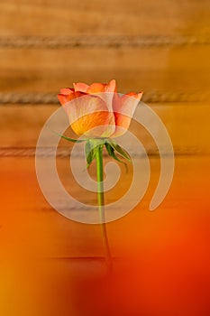 Close up view of a salmon color rose flower with a wood texture background. Floral photography detail.