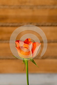 Close up view of a salmon color rose flower with a wood texture background. Floral photography detail.