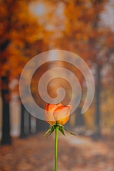 Close up view of a salmon color rose flower with a wood texture background. Floral photography detail.