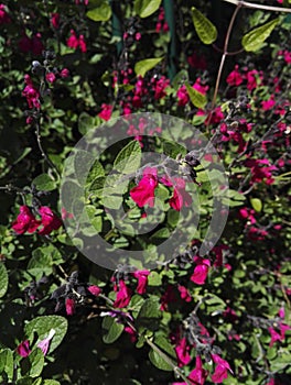 Close-up view of Salvia  microphylla `Pink Blush` with its luminous pink flowering