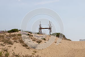 sand dune vegetation