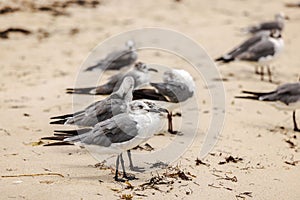 Close up view of sandy beach of with seagulls on shore.