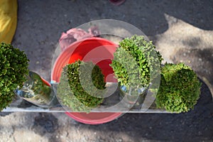 View of sanjeevani plant