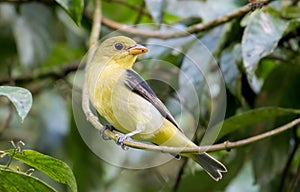 Close up view of a scarlet tanager Piranga olivacea female photo