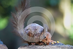 Close-up view of a Sciurus vulgaris eating hazelnuts and corn on the stone