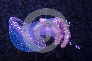 Close up view of a sea jellyfish