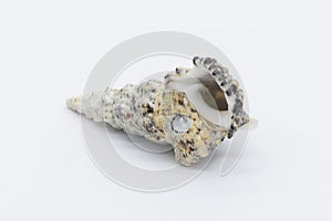 Close-up view of a sea shell on a white background