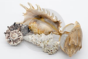 Close-up view of a sea shell on a white background