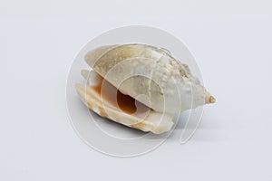 Close-up view of a sea shell on a white background