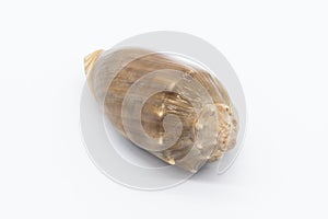 Close-up view of a sea shell on a white background