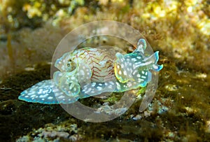 Close-up view of the sea snail Miniature Melo Micromelo undatus  - El Hierro, Canary Islands