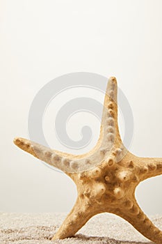 close up view of sea star on sand on grey background