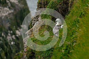 Close-up view of seagull nesting on a cliff