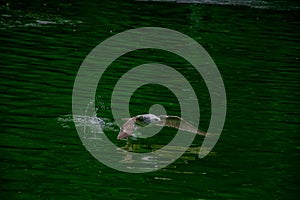 The close-up view of a seagull taking off from the green water