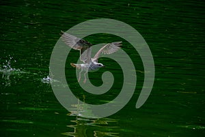 The close-up view of a seagull taking off from the green water