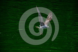 The close-up view of a seagull taking off from the green water