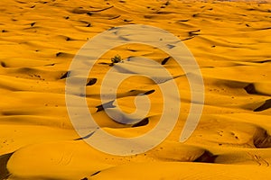 A close up view of Seif dunes in the red desert at Hatta near Dubai, UAE photo