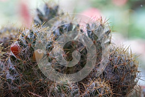Close up view and selective focus of cactus bonsai