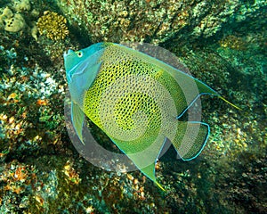 Close-up view of a Semicircle angelfish Pomacanthus semicirculatus