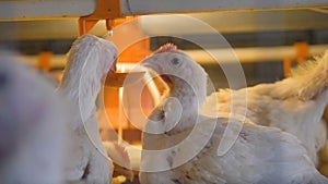 A close-up view on several broilers gathered at a nipple drinker.