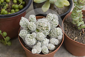 Close up view of several cactus plants