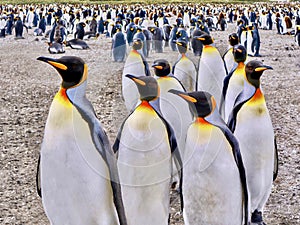 The distinctive markings of King penguins, on South Georgia Island in the South Atlantic Ocean.