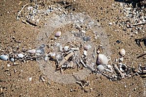 Close up view of shells in the sand