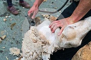 Close up view of a shepherd shearing his sheep