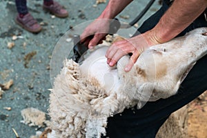 Close up view of a shepherd shearing his sheep