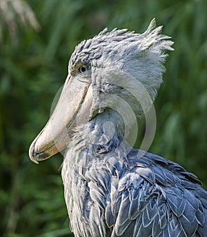 Close-up view of a Shoebill